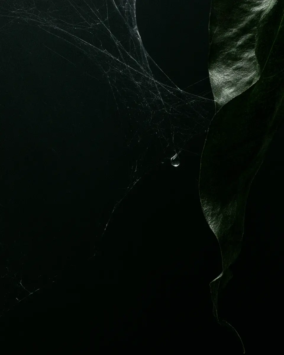 Dark abstract composition of a leaf, spider web and suspended drop